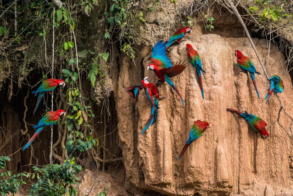 voyage amazonie pas cher